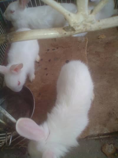 RABBIT