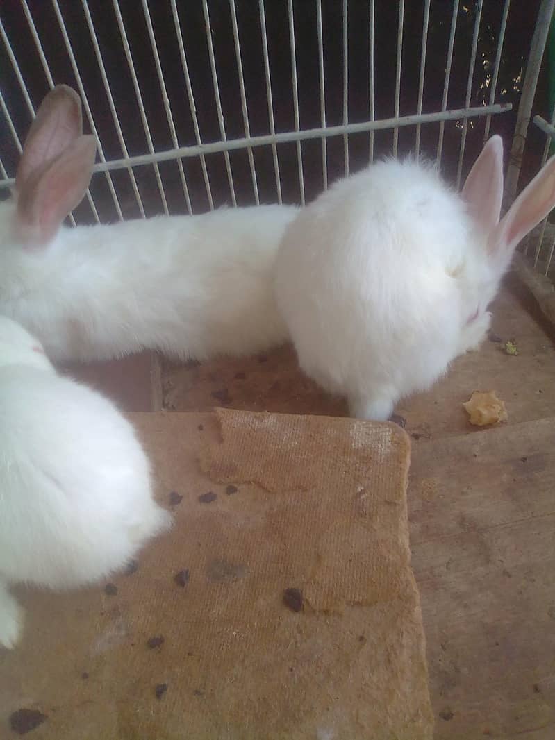 RABBIT 1