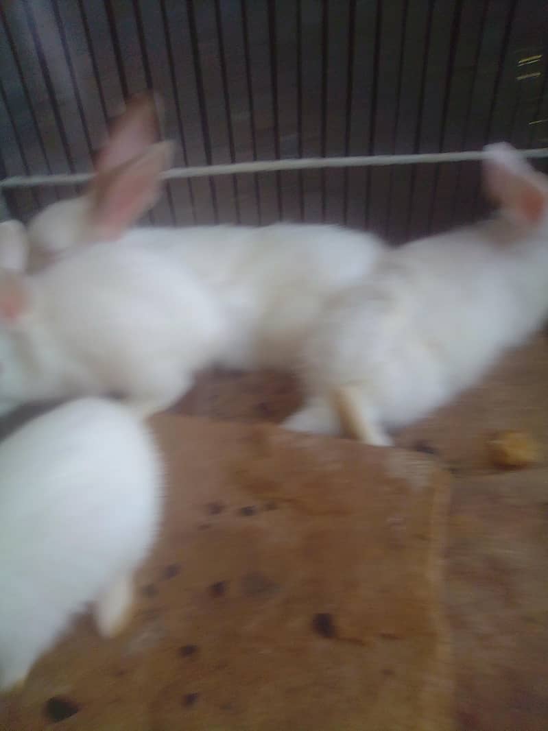 RABBIT 2