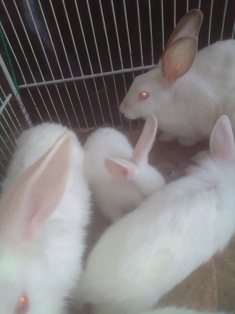 RABBIT 3