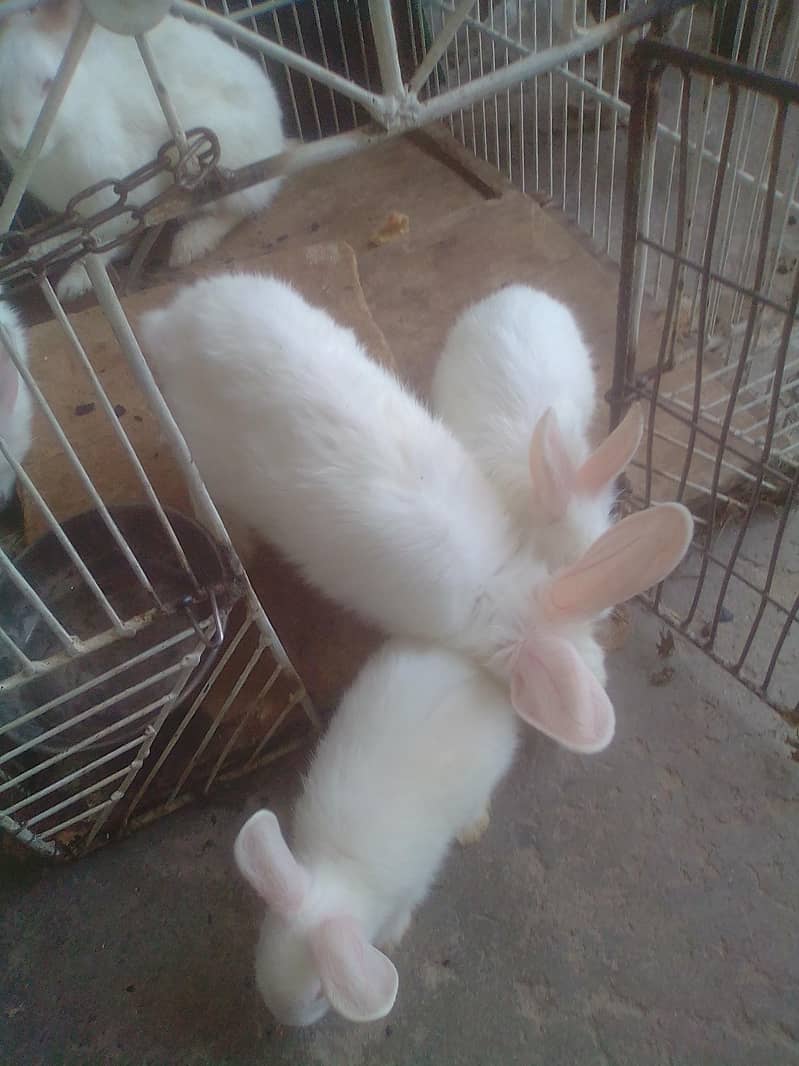 RABBIT 4