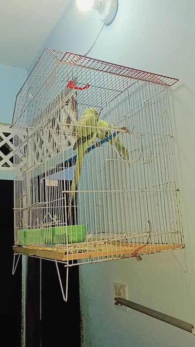 ringneck