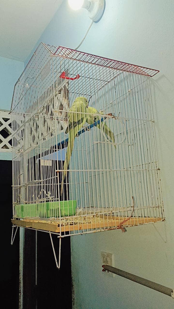 ringneck 0