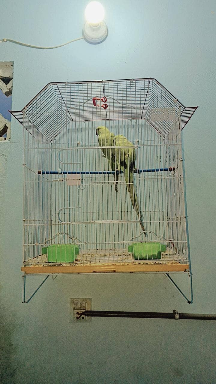 ringneck 1