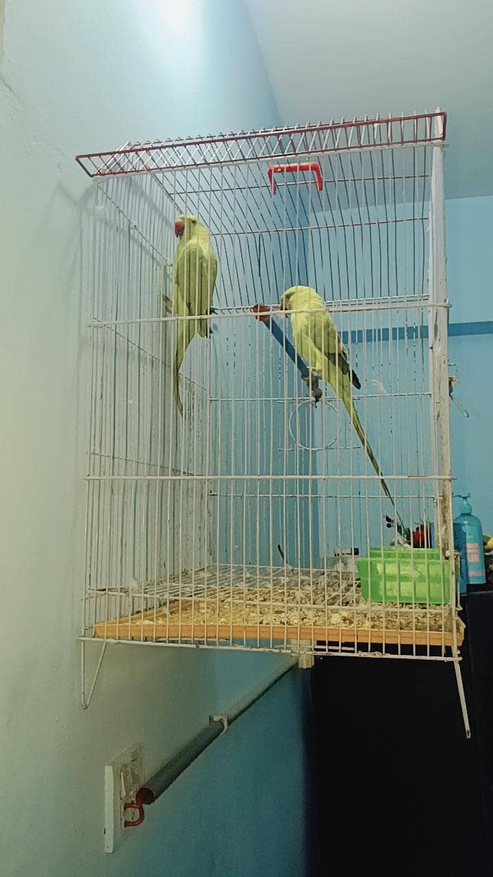 ringneck 2
