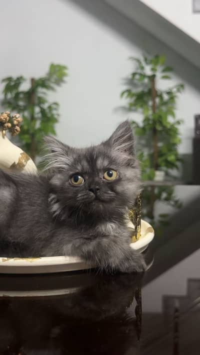 Persian kitten