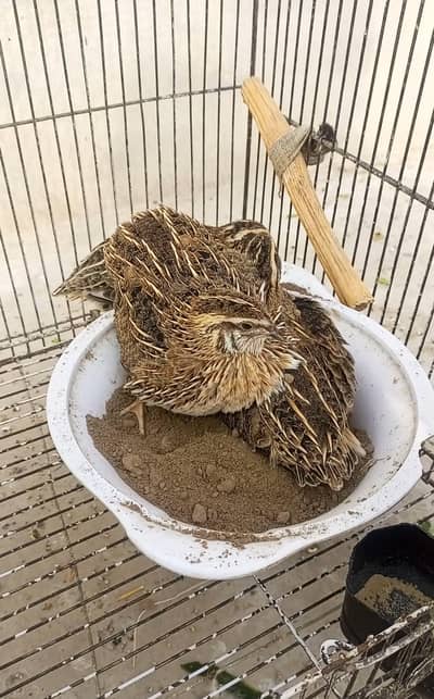 Batair/ quail for sell