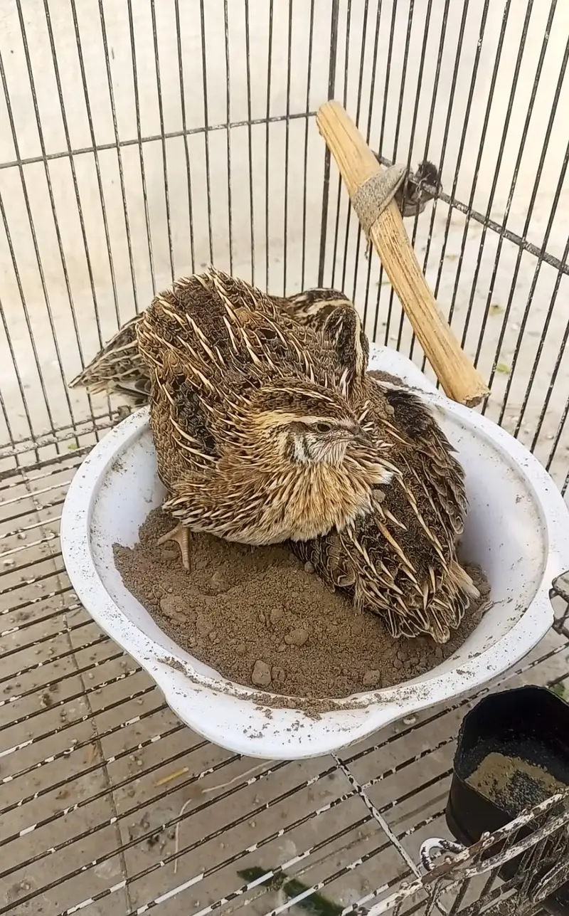 Batair/ quail for sell