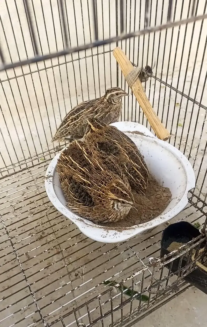 Batair/ quail for sell — photo 2
