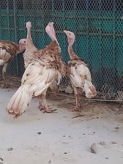 Turkey Birds