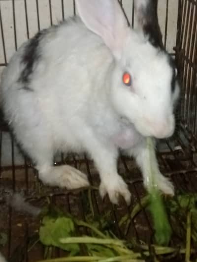Rabbits family urgent for sale 5 babies male female