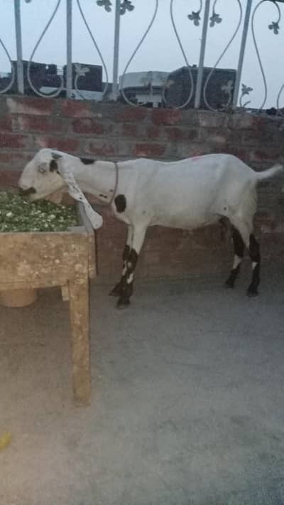 dasi bakri for sale 03084493683