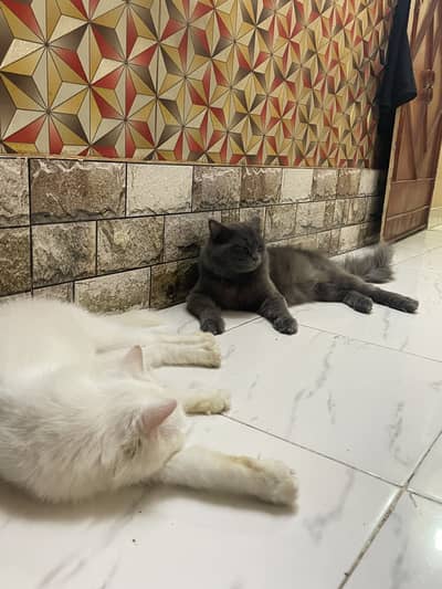 Cats Pair