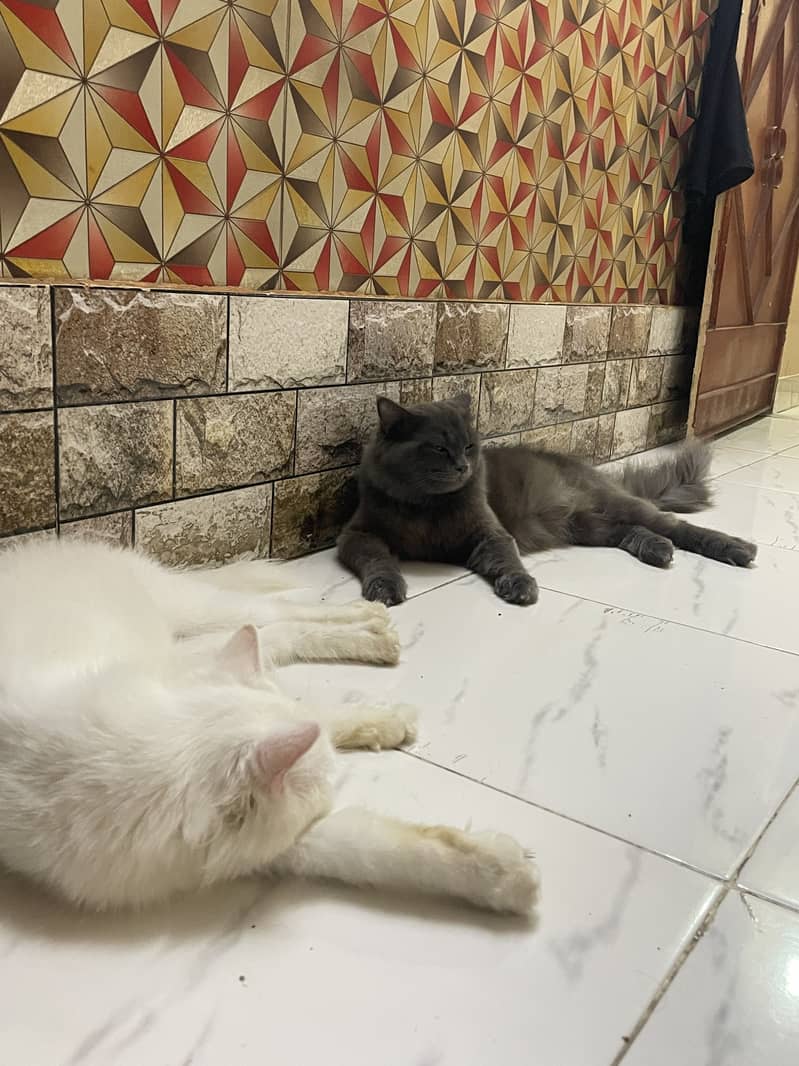 Cats Pair 0