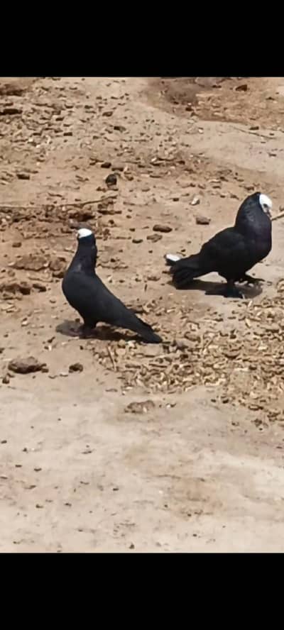 Fancy pigeon for sale