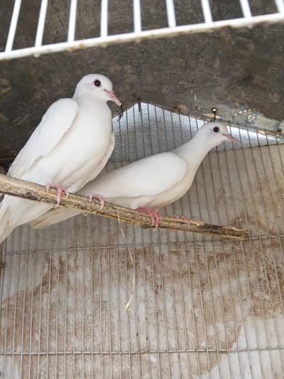 Fancy pigeon for sale