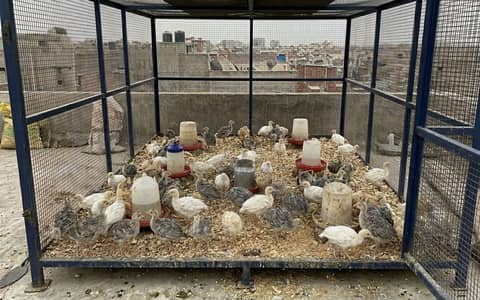H. H United Farm: Premium Turkey (White, Blue, Golden) Chicks! 