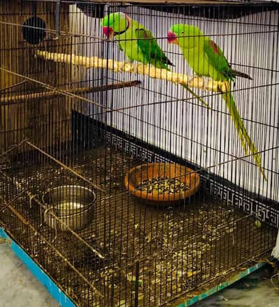 raw parrot