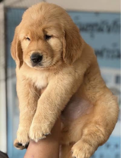 Golden retriever puppy for sale