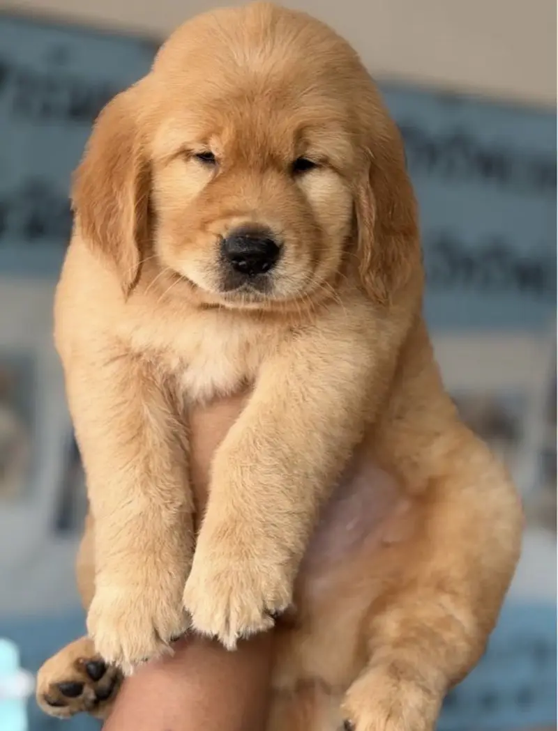 Golden retriever puppy for sale — photo 2