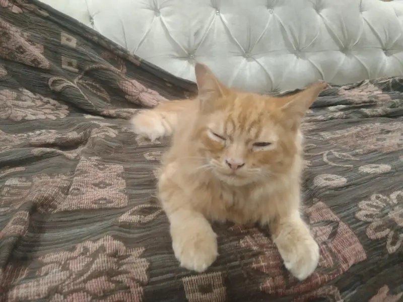 I want to sell my Persian double coat cat for only 8k