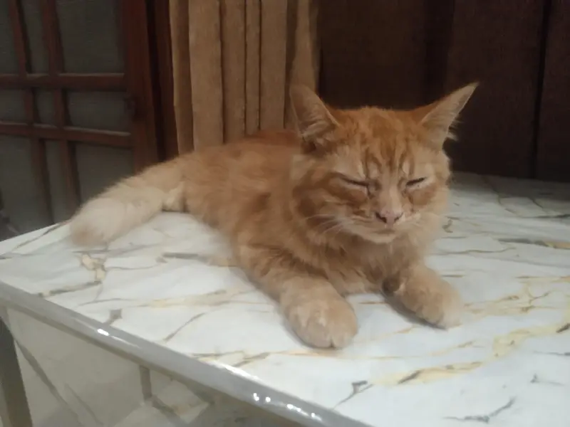 I want to sell my Persian double coat cat for only 8k — photo 2