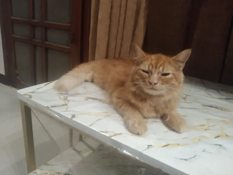 I want to sell my Persian double coat cat for only 8k — photo 3