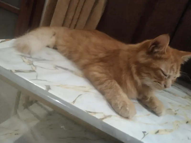 I want to sell my Persian double coat cat for only 8k — photo 4