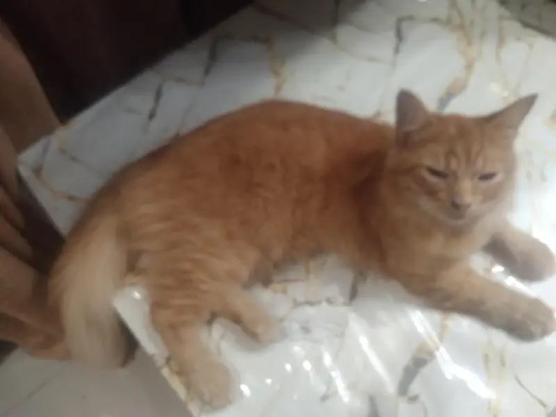 I want to sell my Persian double coat cat for only 8k — photo 5