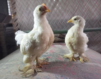 white bantam chicks for sale