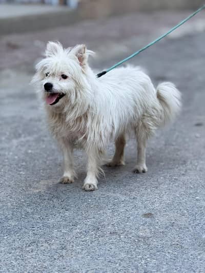 Russian Dogs | Healthy & Friendly | Russian female | Dog for sale