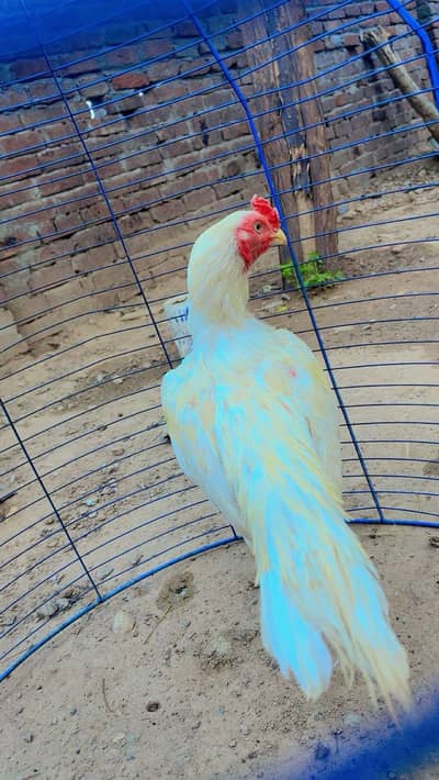 White Aseel Heera