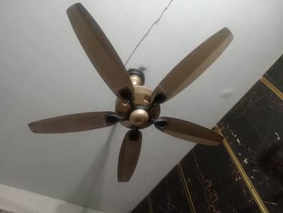 Brand New Royal Fan with five Punks Urgent sale