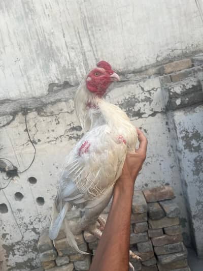 Aseel Heera jora