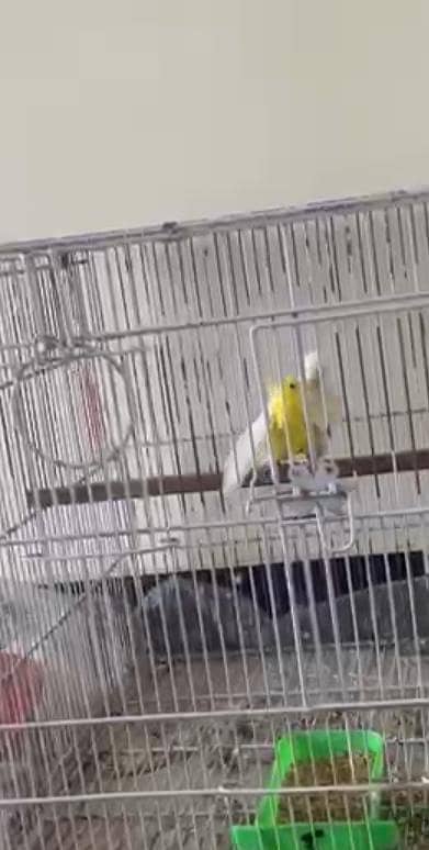 Budgies Adult Pair 0312-2001-316