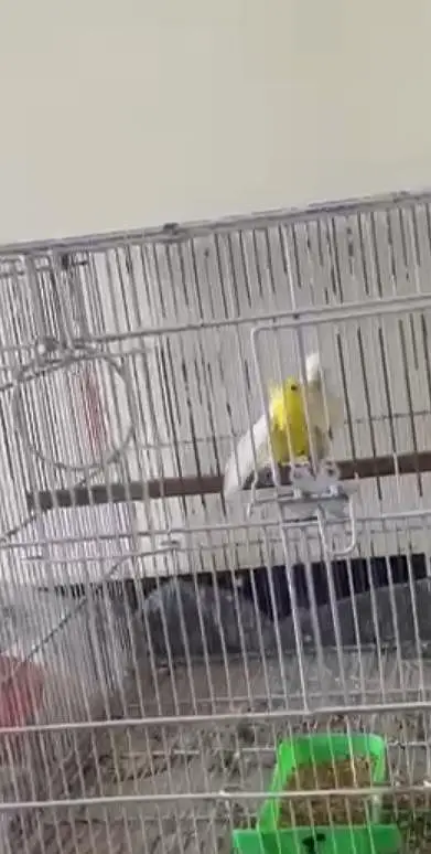 Budgies Adult Pair 0312-2001-316