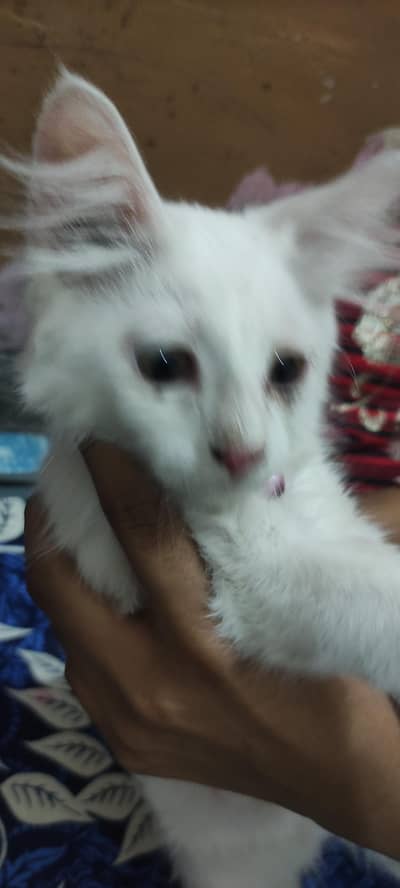 Kitten for sale