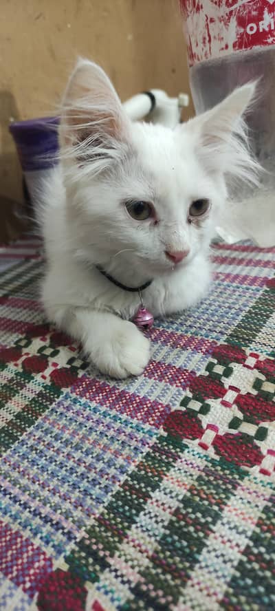 Double Coted Kitten for sale