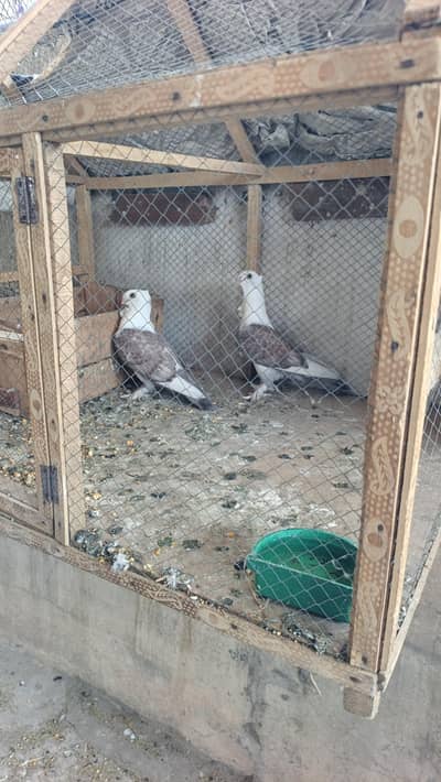 sentinent chicks