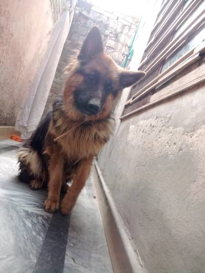 German shepherd