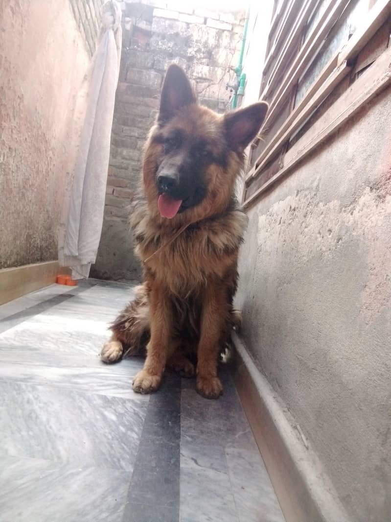 German shepherd 1
