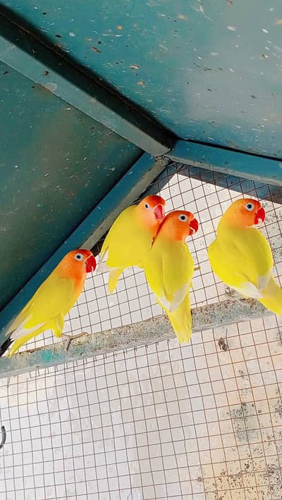 Lutino personata big breeder 2 pair