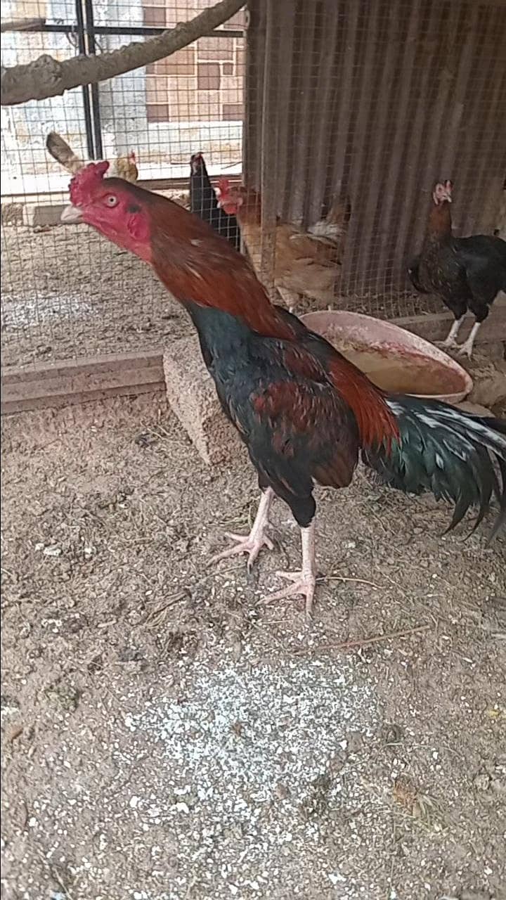 Aseel 4