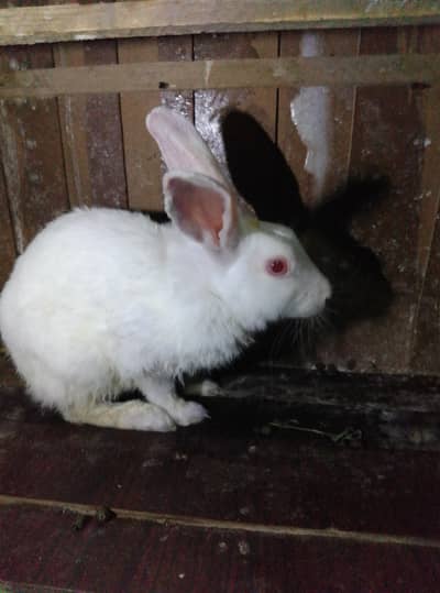 Pure white new Zealand Albino rabbits in negotiable  price