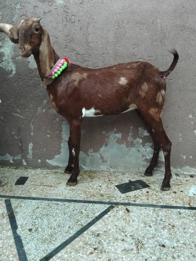 Goat for Sale