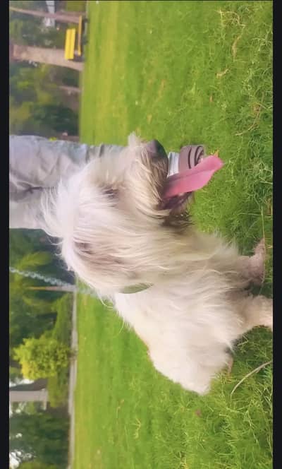Healthy poodle beautiful Dog