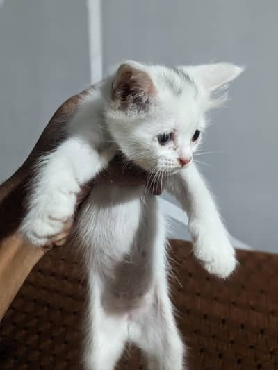 Persion Cat with kids