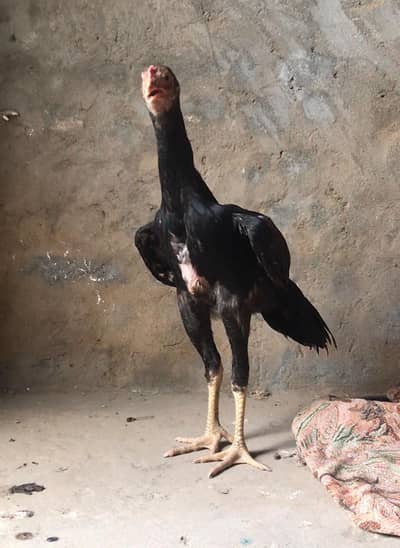 aseel murgai achi nasl quality