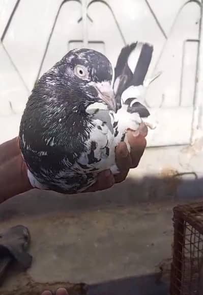 High Flyer Pigeons