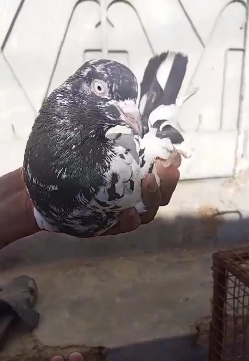 High Flyer Pigeons
